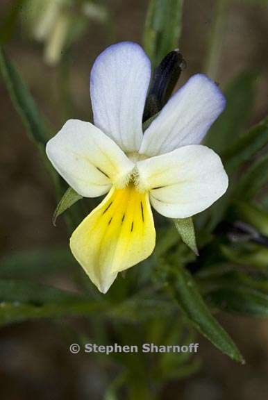 viola arvensis graphic